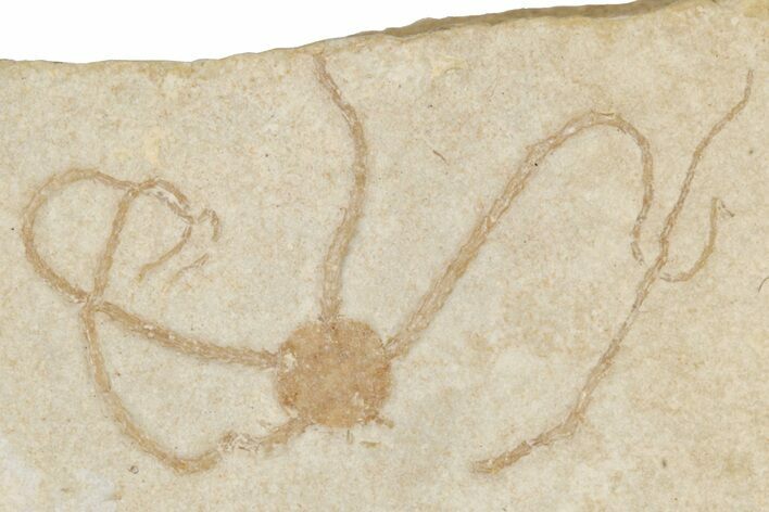 Jurassic Brittle Star Fossil - Solnhofen #256679